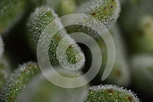 Multicapacity process droplet